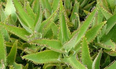 Varisli damarların tedavisi için Kalanchoe tentürü